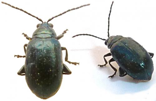 Réf. 205 189 : Altica sp.